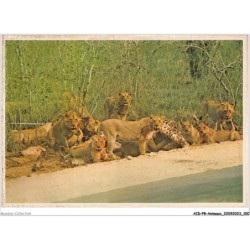 AIDP8-ANIMAUX-0733 - lions with prey