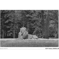 AIDP7-ANIMAUX-0672 - un lion sur son plateau