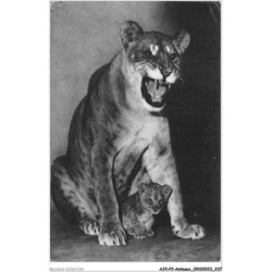 AJKP2-0232 - ANIMAUX - UNE LIONNE ET SON PETIT