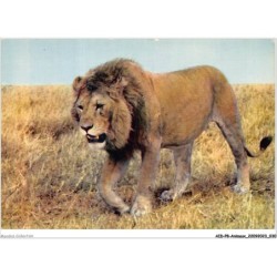 AIDP8-ANIMAUX-0698 - faune africaine - lion