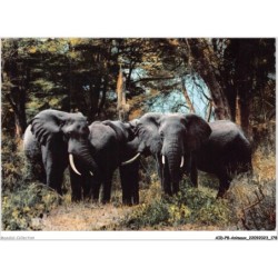 AIDP8-ANIMAUX-0772 - african wild life - élephants