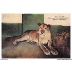 AQYP12-0750-ANIMAUX - PARIS - Museum d'histoire naturelle - Lionne d'afrique