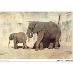 AIDP8-ANIMAUX-0776 - éléphants