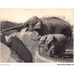AIDP8-ANIMAUX-0770 - un élephant d'asie femelle et micheline - jeune éléphant d'afrique