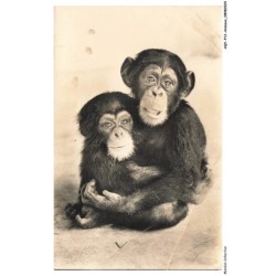 AQYP12-0710-ANIMAUX - AOF - Maman et bébé singe
