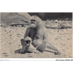 AIDP6-ANIMAUX-0504 - parc zoologique du bois de vincennes - paris