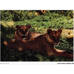 AIDP8-ANIMAUX-0726 - lions