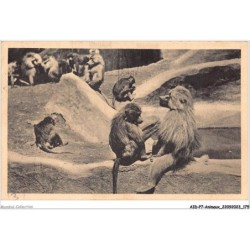 AIDP7-ANIMAUX-0669 - les hamadryas sur leur rocher