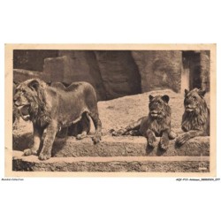 AQYP12-0749-ANIMAUX - Parc zoologique du bois de vincennes - Les lions au bord du fossé