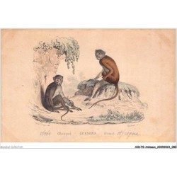 AIDP6-ANIMAUX-0517 - macaque - guenons - patas
