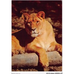 AIDP8-ANIMAUX-0719 - lionne
