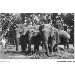 AIDP6-ANIMAUX-0492 - wild éléphants just captured ceylon