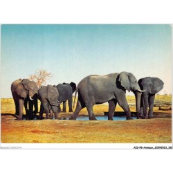 AIDP8-ANIMAUX-0774 - élephants