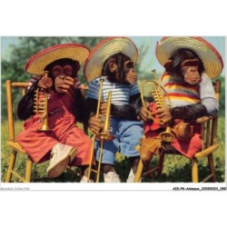 AIDP6-ANIMAUX-0522 - singes mariachis