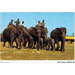 AIDP7-ANIMAUX-0596 - showing as how élephants are caught and traine surin-province north-east-thailand