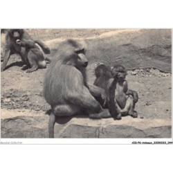 AIDP6-ANIMAUX-0499 - parc zoologique du bois de vincennes - paris BABOUINS
