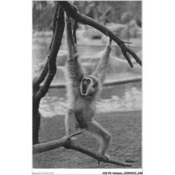 AIDP6-ANIMAUX-0501 - parc zoologique du bois de vincennes - paris - gibbon â mains blanches