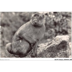 AIDP6-ANIMAUX-0521 - les environs de blida - vallée de la chiffa - le ruisseau de singes