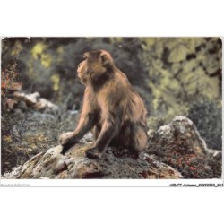 AIDP7-ANIMAUX-0601 - environs de blida - algérie - un des singes des gorges de la chiffa surprit par l'objectif