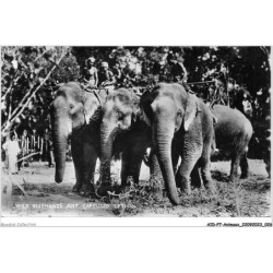 AIDP7-ANIMAUX-0597 - wild élephant just captured - ceylon