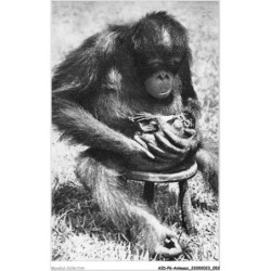 AIDP6-ANIMAUX-0503 - femelle chimpazé et son petit