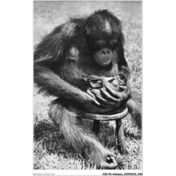 AIDP6-ANIMAUX-0500 - femelle chimpanzé et son petit