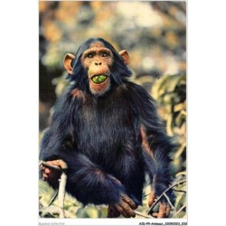 AIDP9-ANIMAUX-0821 - faune africaine - singe