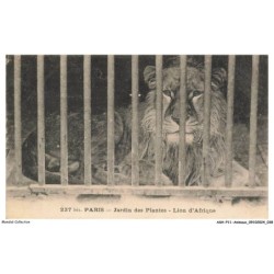 ASHP11-0680-ANIMAUX - PARIS - JARDIN DES PLANTES - LION D'AFRIQUE