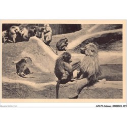 AJKP2-0151 - ANIMAUX - LES HAMADRYAS SUR LEUR ROCHER