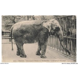 ASHP13-0805-ANIMAUX - PARIS - MUSEUM D'HISTOIRE NATURELLE - L'ELEPHANT RACHEL