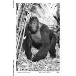 ASHP12-0785-ANIMAUX - UGANDA - EAST AFRICA - MOUNTAIN GORILLA