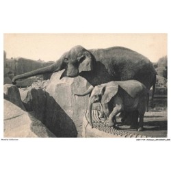 ASHP14-0899-ANIMAUX - PARC ZOOLOGIQUE DU BOIS DE VINCENNES PARIS - UN ELEPHANT D'ASIE FEMELLE ET MICHELINE