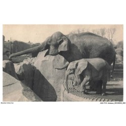 ASHP13-0839-ANIMAUX - PARC ZOOLOGIQUE DU BOIS DE VINCENNES - UN ELEPHANT D'ASIE FEMELLE ET MICHELINE - JEUNE ELEPHANT