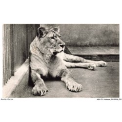 ASHP11-0666-ANIMAUX - LYON - LE PARC DE LA TETE D'OR - LA LIONNE