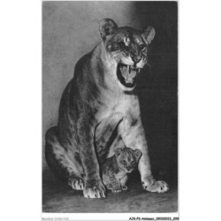 AJKP2-0163 - ANIMAUX - UNE LIONNE ET SON PETIT
