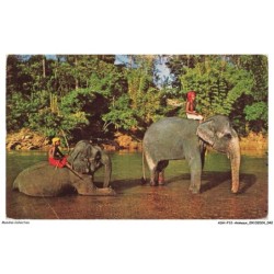 ASHP12-0745-ANIMAUX - ELEPHANTS BATHING - KANDY - SRI LANKA