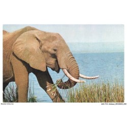 ASHP12-0746-ANIMAUX - ELEPHANT - PHOTOS A -FATRAS