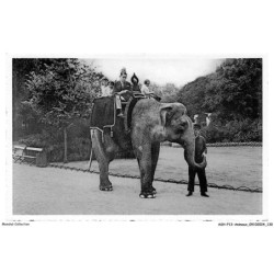ASHP13-0857-ANIMAUX - JARDIN ZOOLOGIQUE - ANVERS - ELEPHANT INDIEN