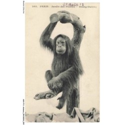 ASHP11-0673-ANIMAUX - PARIS - JARDIN DES PLANTES - ORANG-OUTANG