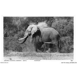 ASHP15-0957-ANIMAUX - AMBOSELI NATIONAL RESERVE - KENYA - ELEPHANT