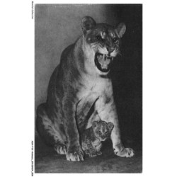 ASHP12-0727-ANIMAUX - PARC ZOOLOGIQUE DU BOIS DE VINCENNES PARIS - UNE LIONNE ET SON PETIT