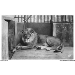 ASHP14-0884-ANIMAUX - LYON - PARC DE LA TETE D'OR - BRUTUS - LE LION DU PARC