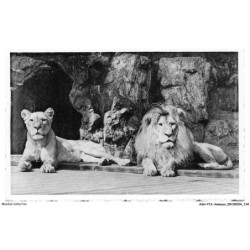 ASHP13-0859-ANIMAUX - JARDIN ZOOLOGIQUE - ANVERS - LION ET LIONNE