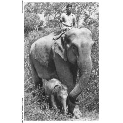 ASHP13-0837-ANIMAUX - N-1 - ELEPHANTE DES INDES ET SON PETIT