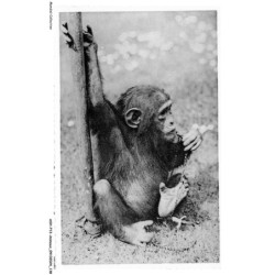 ASHP13-0861-ANIMAUX - JARDIN ZOOLOGIQUE - ANVERS - CHIMPANZE