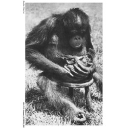 ASHP13-0834-ANIMAUX - N-2 - FEMELLE CHIMPANZE ET SON PETIT