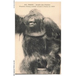 ASHP14-0908-ANIMAUX - PARIS - JARDIN DES PLANTES - PREMIER ORANG EXHIBE VIVANT A PARIS EN 1893