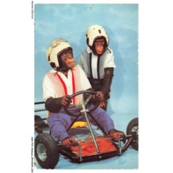 ASHP15-0928-ANIMAUX - DEUX SINGES ET VOITURE DE COURSE