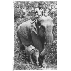 ASHP12-0768-ANIMAUX - N-1 - ELEPHANTE DES INDES ET SON PETIT