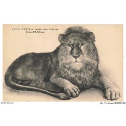 ASHP14-0911-ANIMAUX - PARIS - JARDIN DES PLANTES - LION D'AFRIQUE
